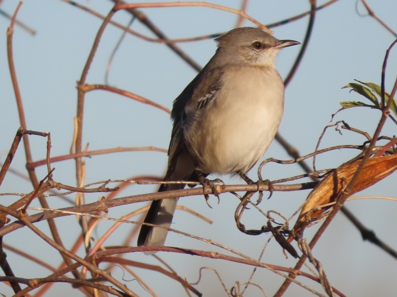 Northern Mockingbird - ML626134971