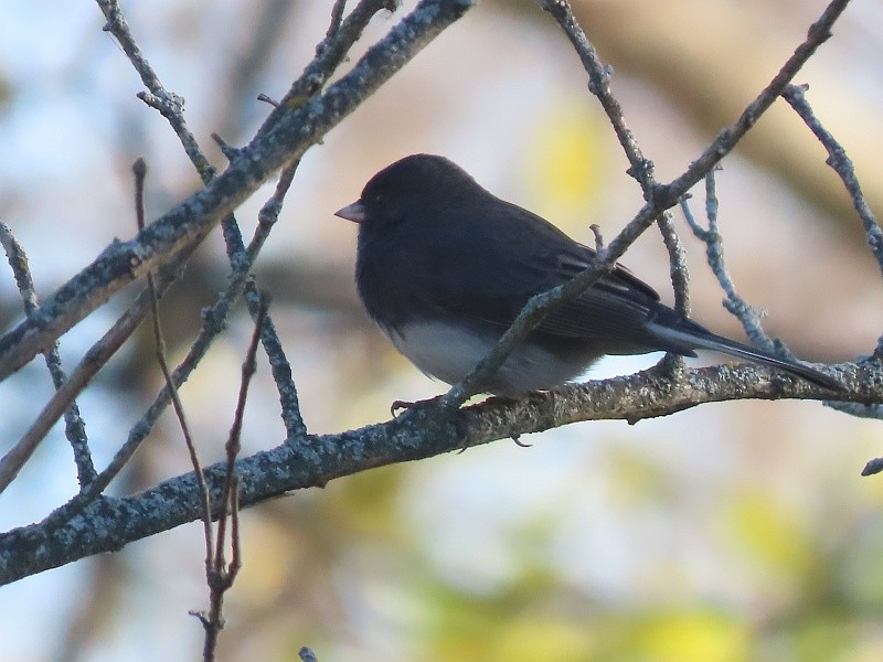 Dark-eyed Junco - ML626134980