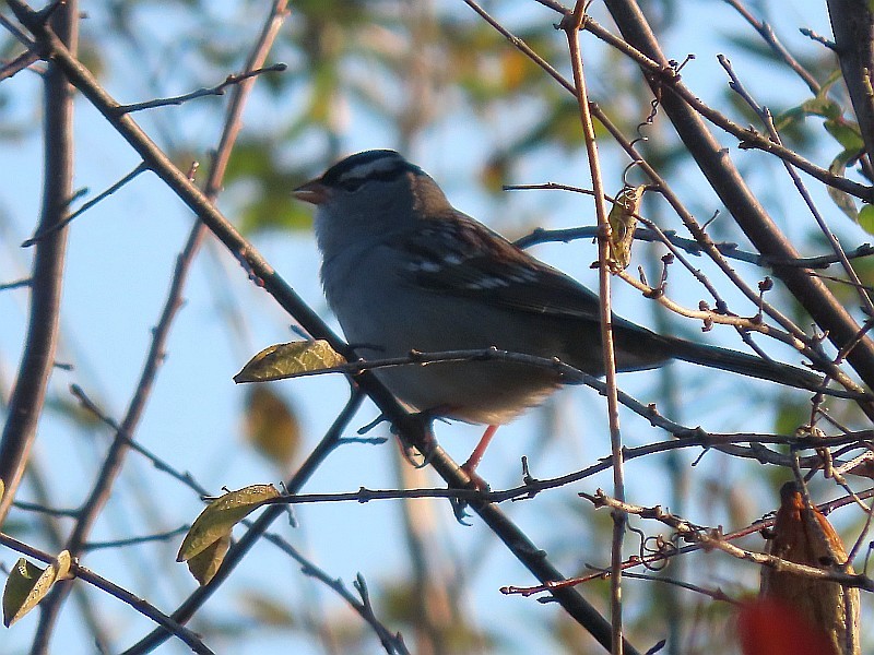 White-crowned Sparrow - ML626134992