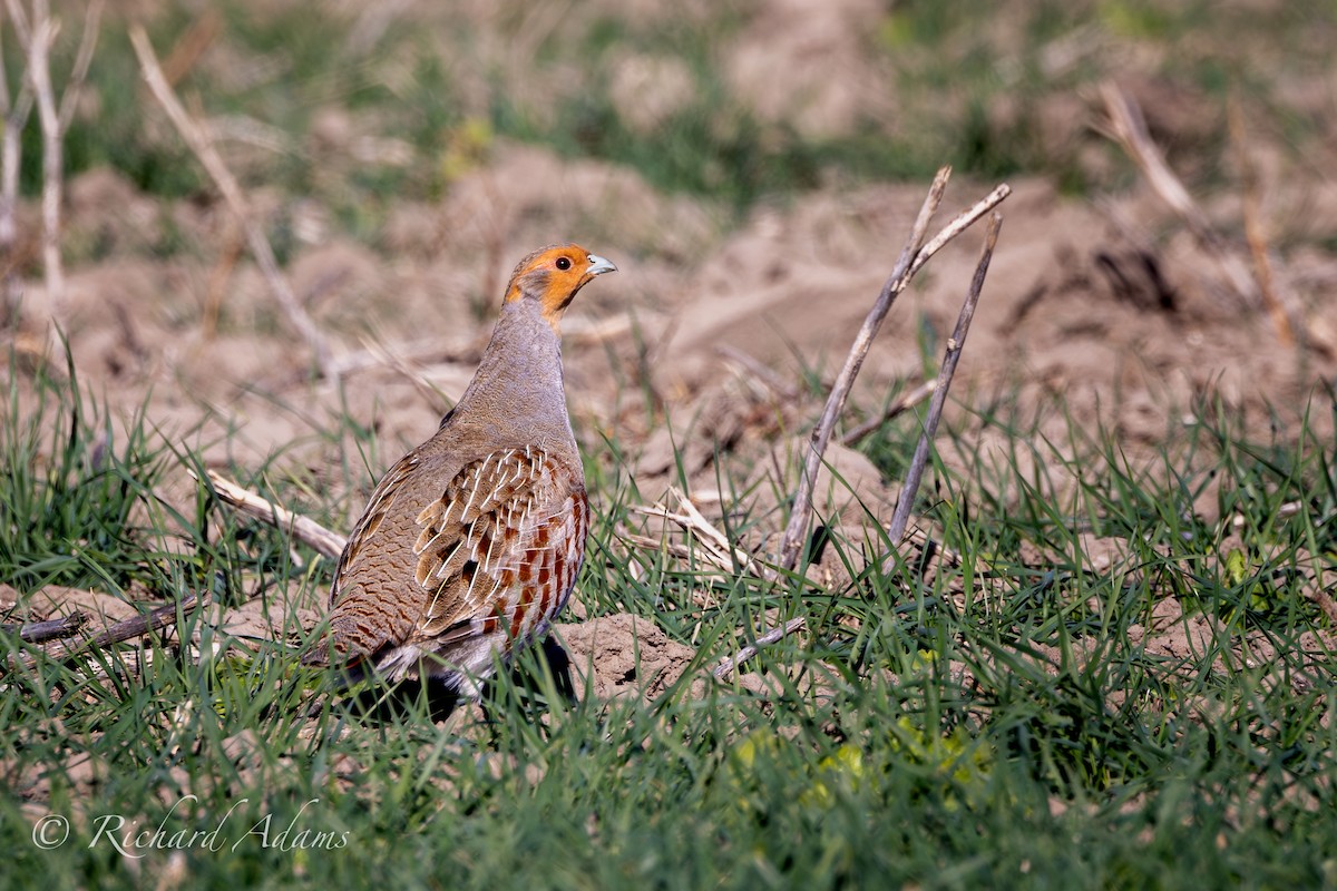Gray Partridge - ML626135045