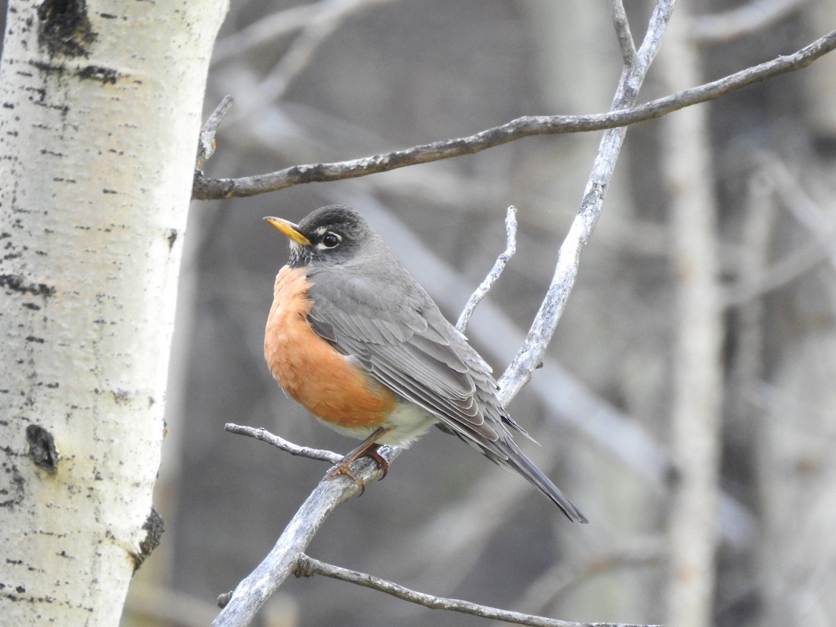 American Robin - ML626135046