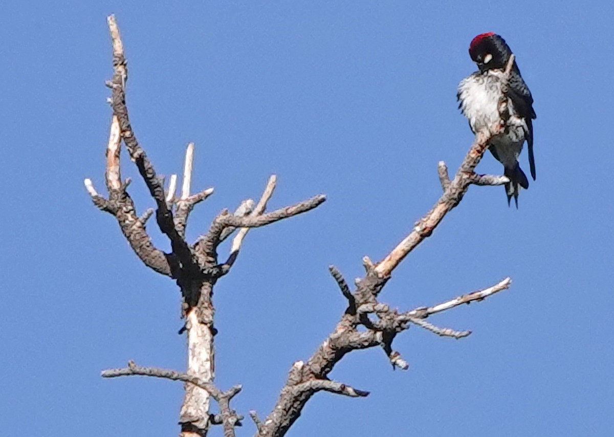 Acorn Woodpecker - ML626135143