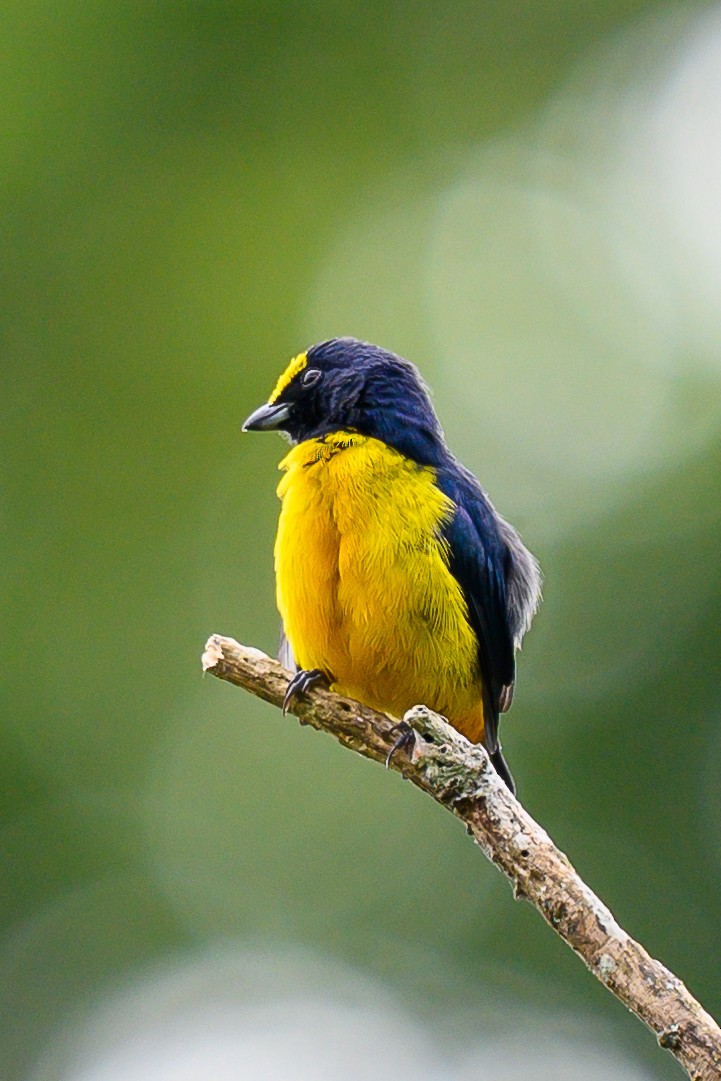 Fulvous-vented Euphonia - ML626135303