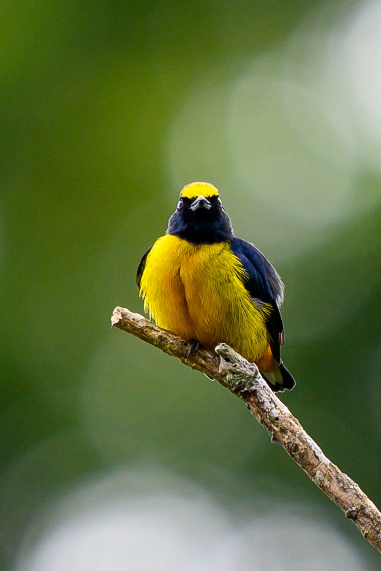 Fulvous-vented Euphonia - ML626135304