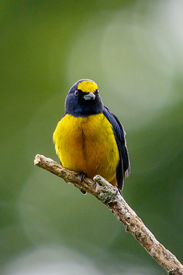 Fulvous-vented Euphonia - ML626135305