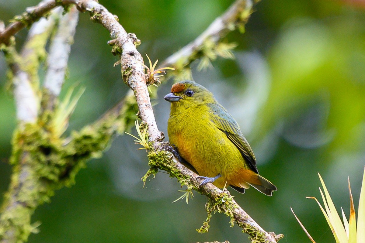 Fulvous-vented Euphonia - ML626135306