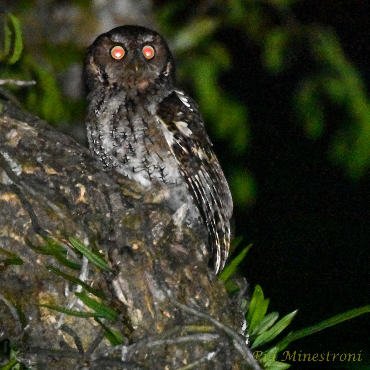 Montane Forest Screech-Owl - ML626135710