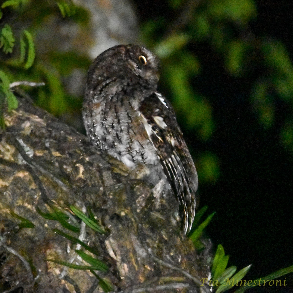 Montane Forest Screech-Owl - ML626135712