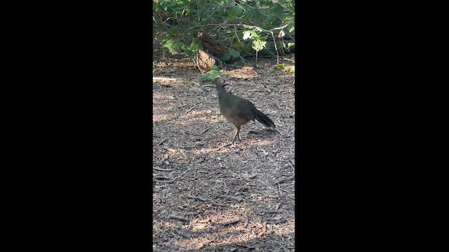 Plain Chachalaca - ML626135737
