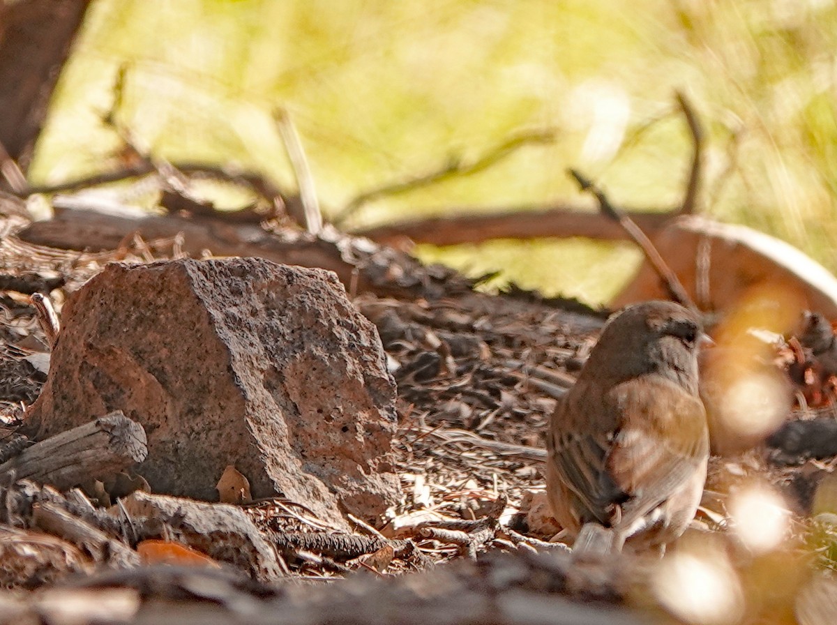 Dark-eyed Junco - ML626135798