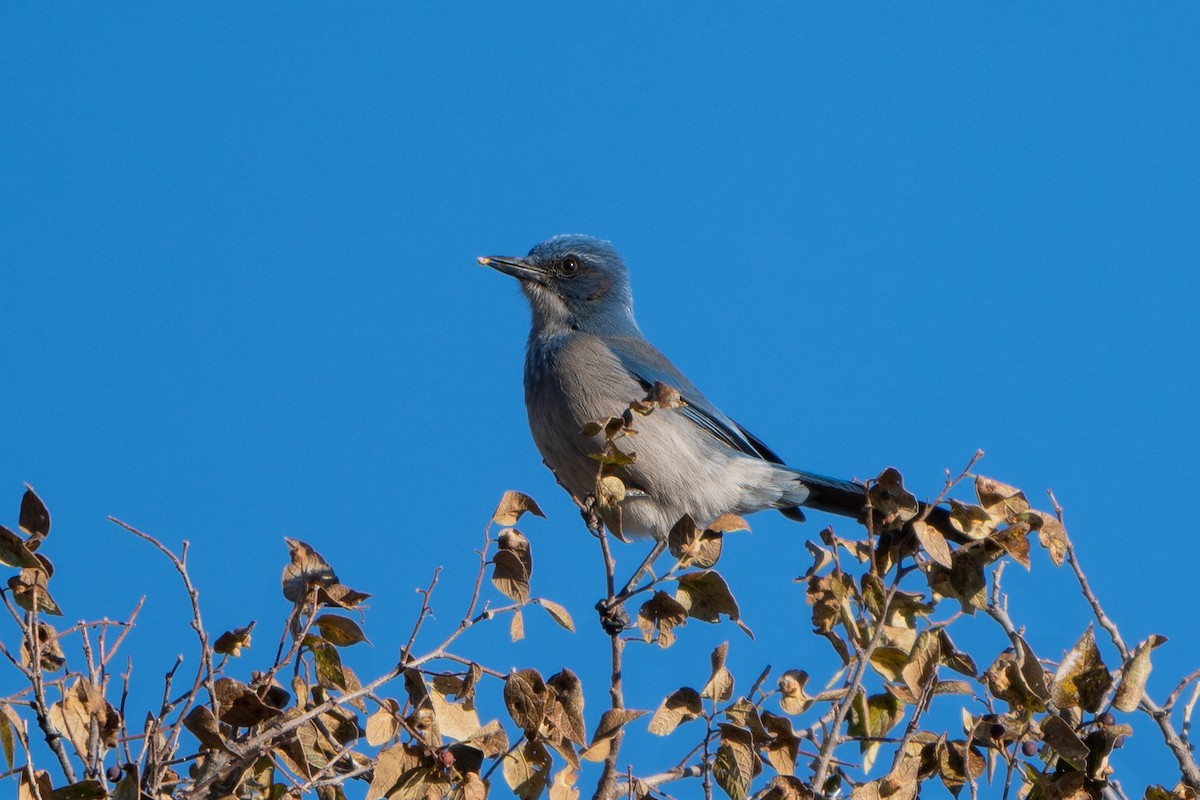 Woodhouse's Scrub-Jay - ML626136012