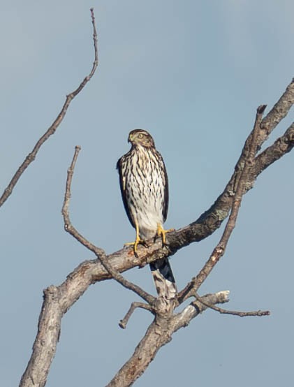 Cooper's Hawk - ML626136083