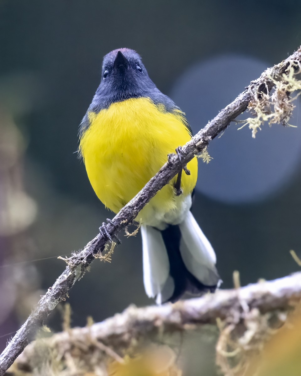 Slate-throated Redstart - ML626136332