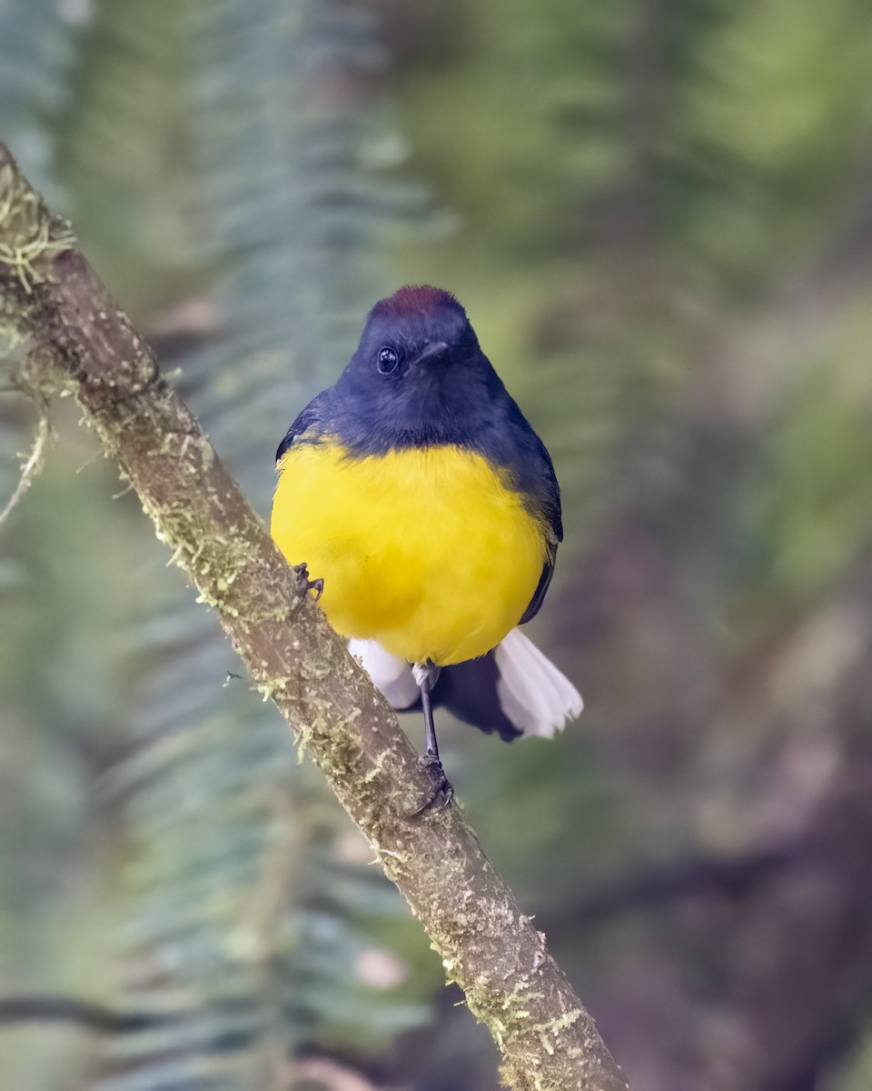 Slate-throated Redstart - ML626136333