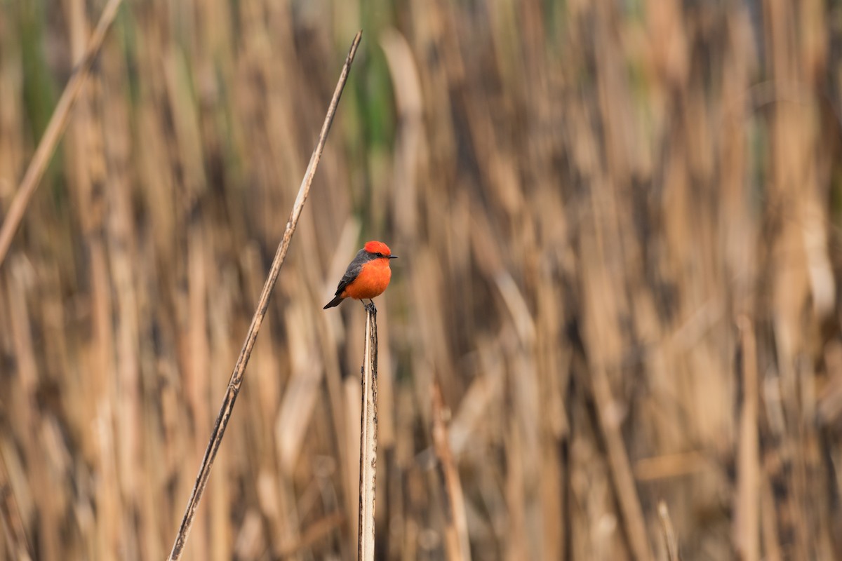 Vermilion Flycatcher - ML626136373