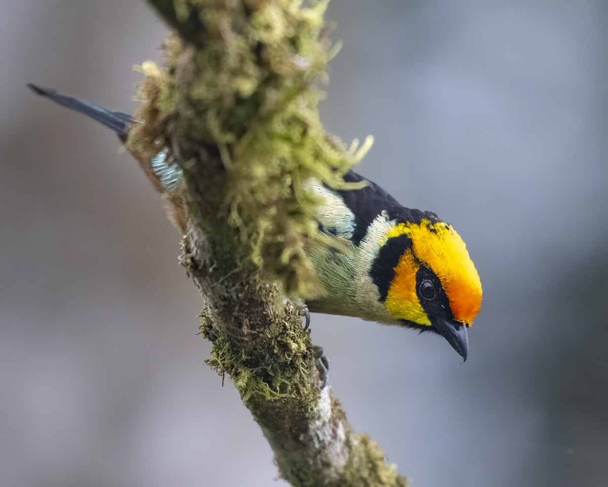 Flame-faced Tanager - ML626136417