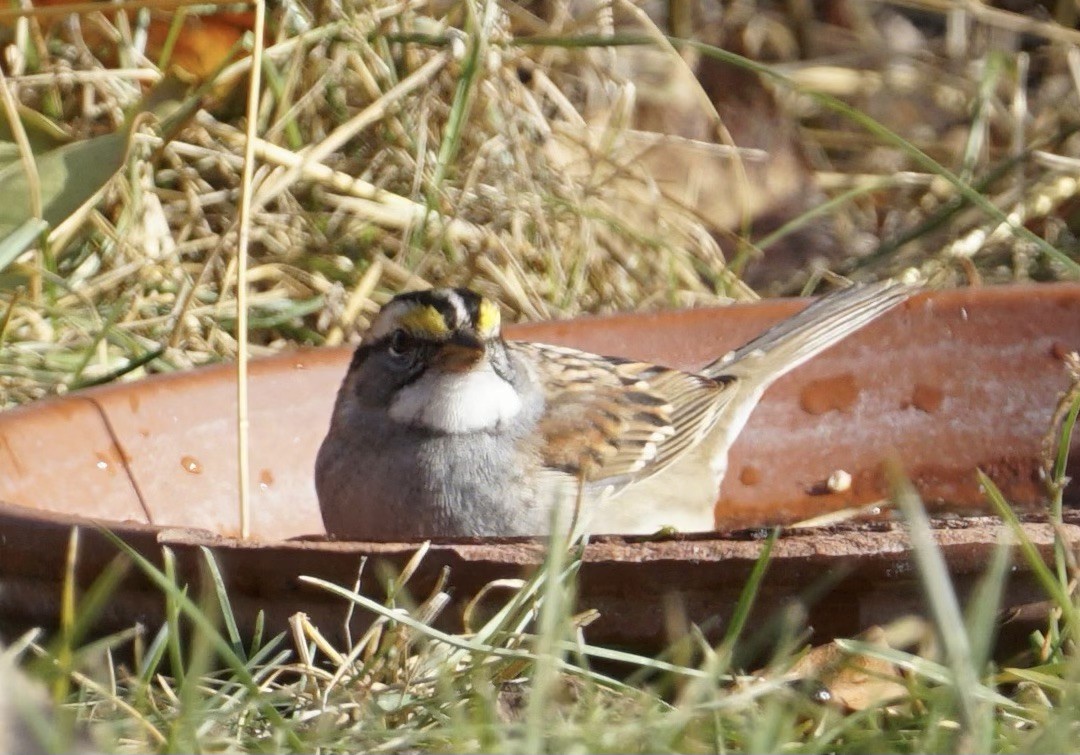 White-throated Sparrow - ML626136823