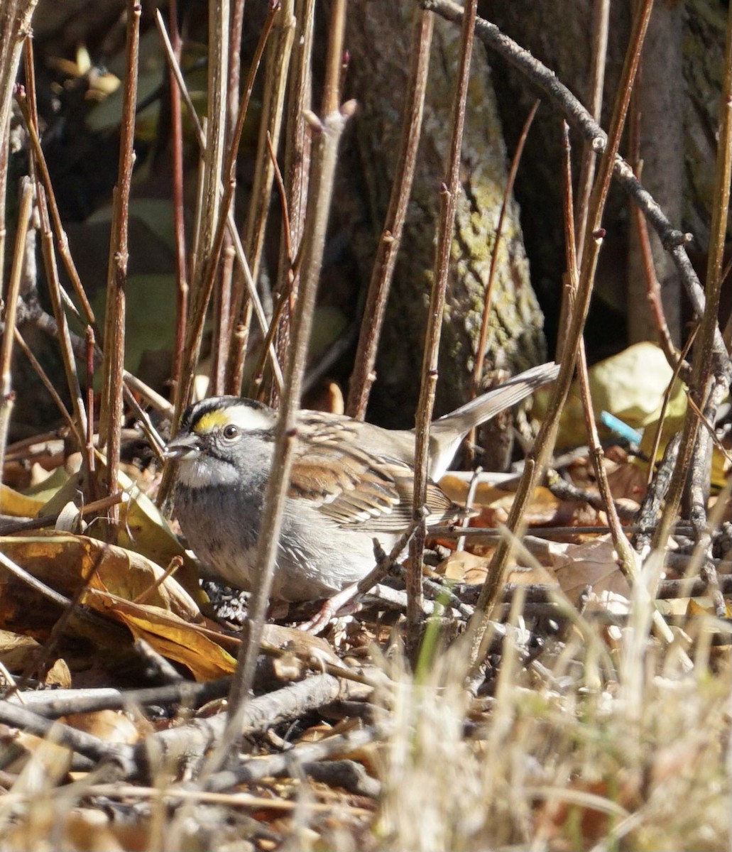 White-throated Sparrow - ML626136824
