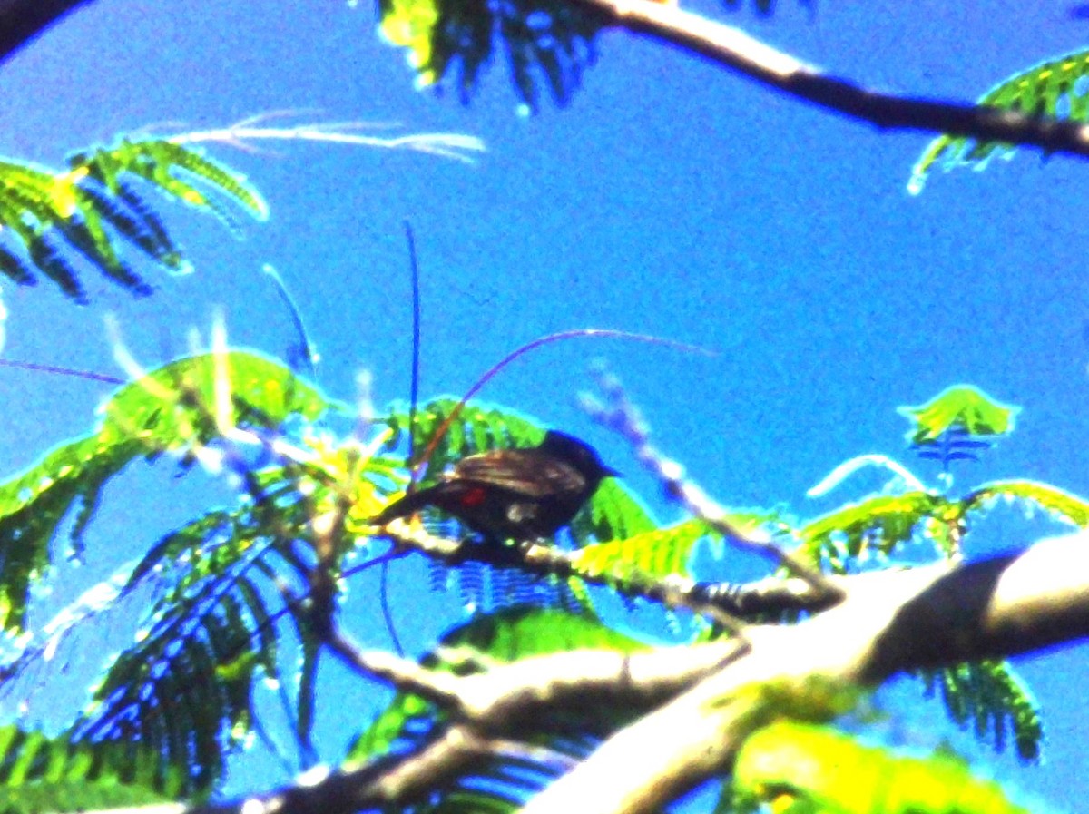 Red-vented Bulbul - ML626136877