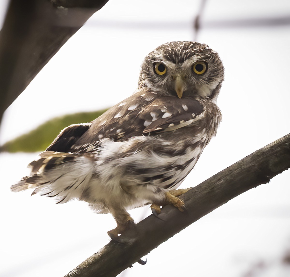 Peruvian Pygmy-Owl - ML626137197