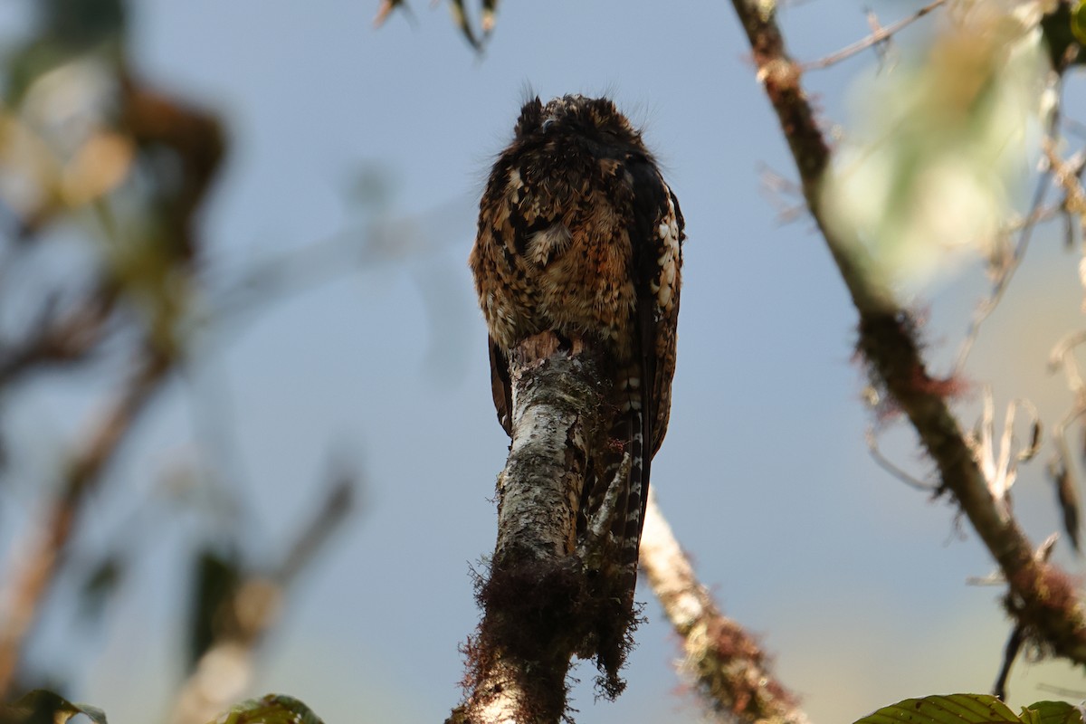 Andean Potoo - ML626137229