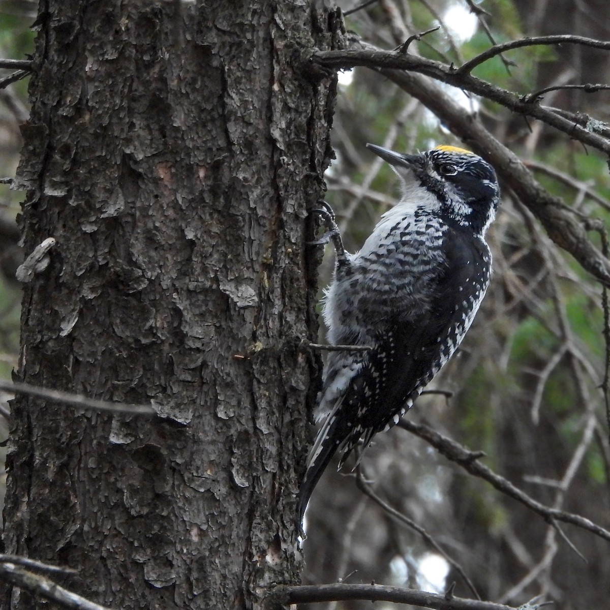American Three-toed Woodpecker - ML626137342