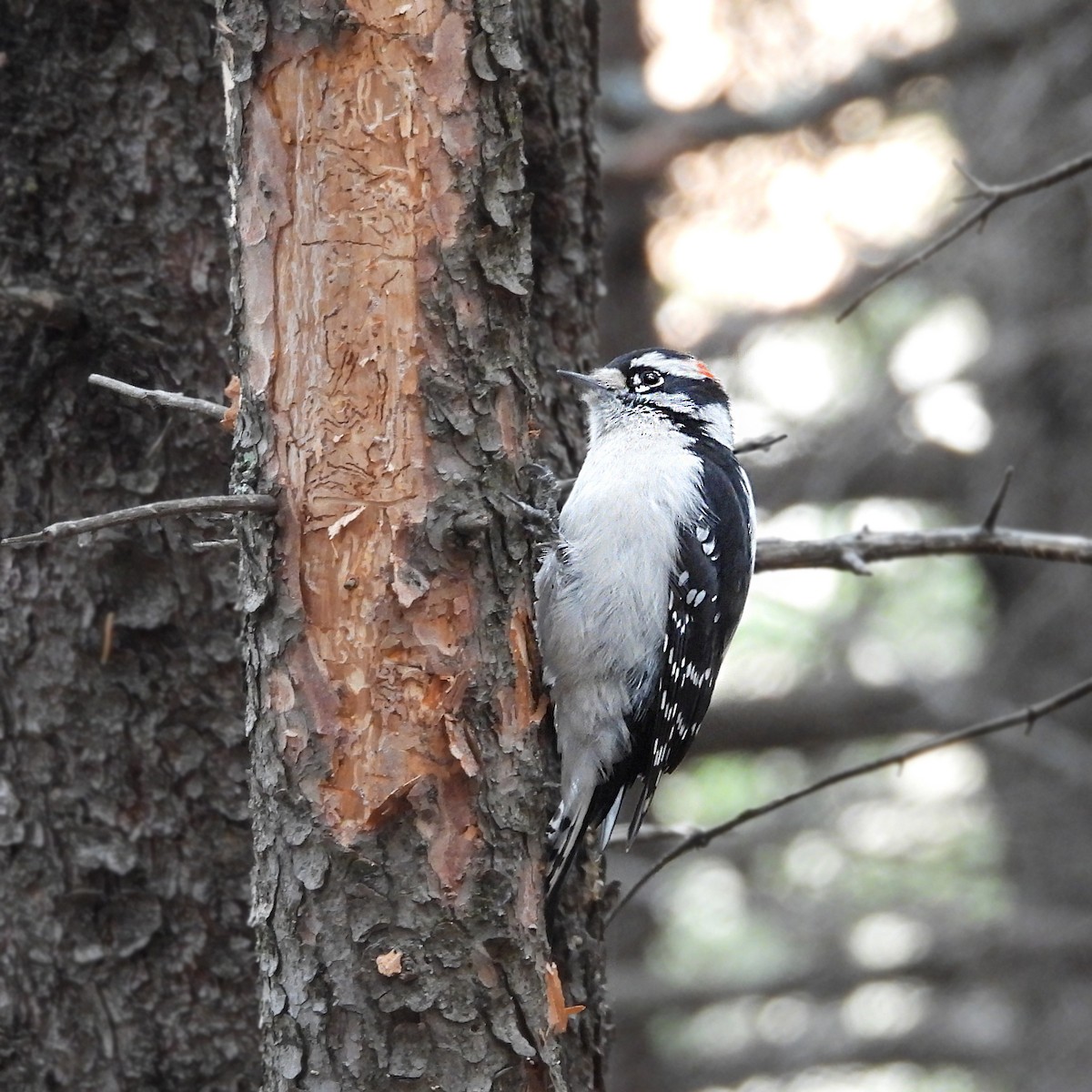Downy Woodpecker - ML626137350