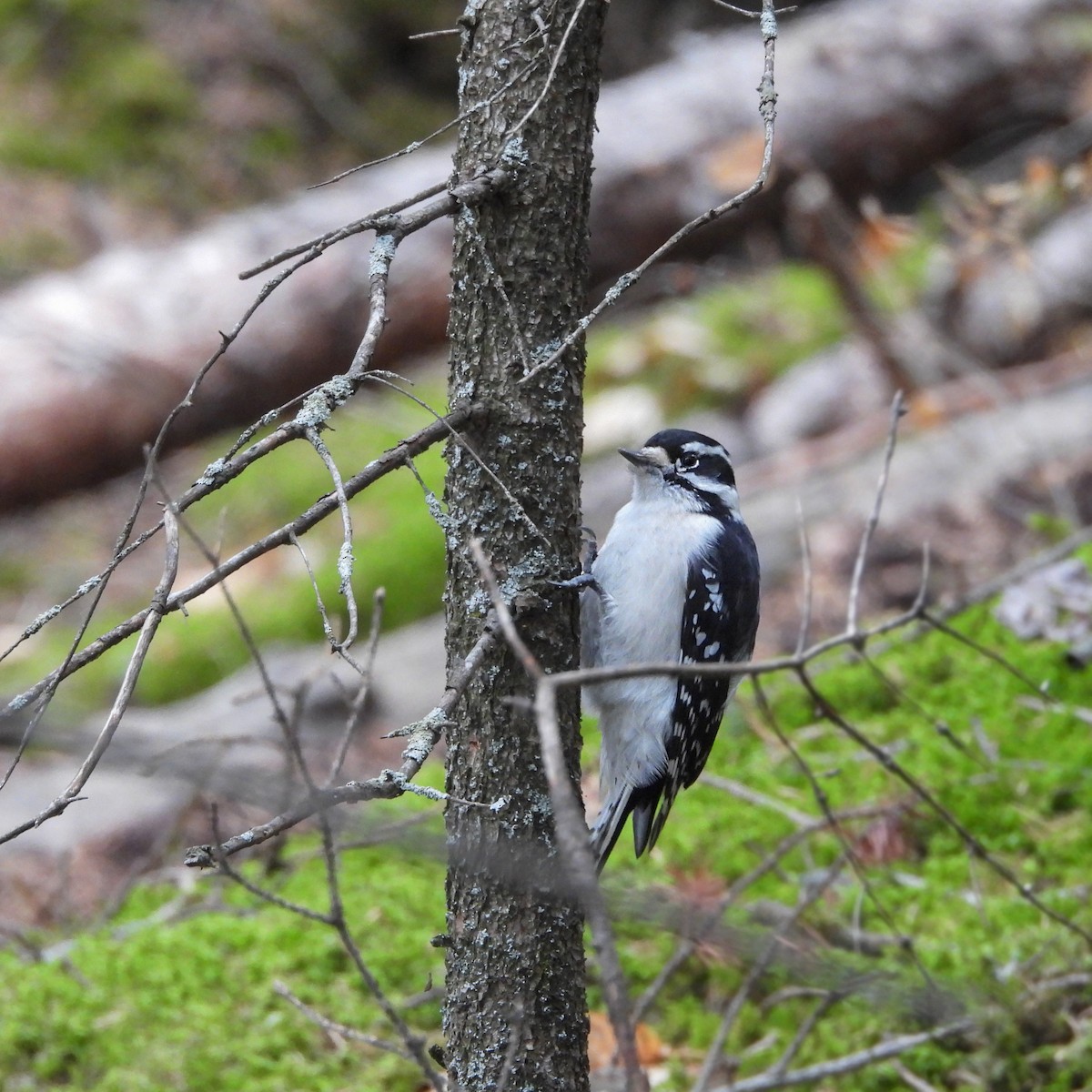 Downy Woodpecker - ML626137351