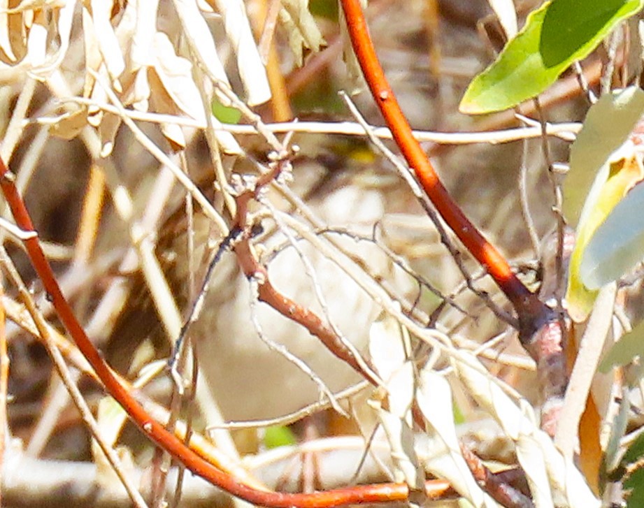 White-throated Sparrow - ML626137625