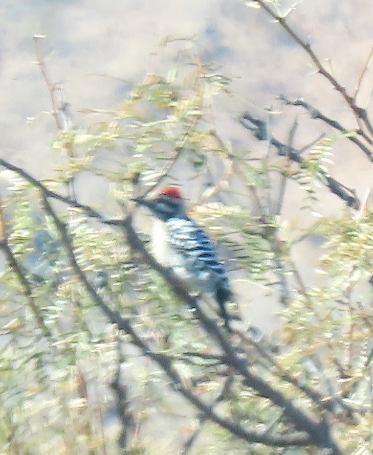 Ladder-backed Woodpecker - ML626137632