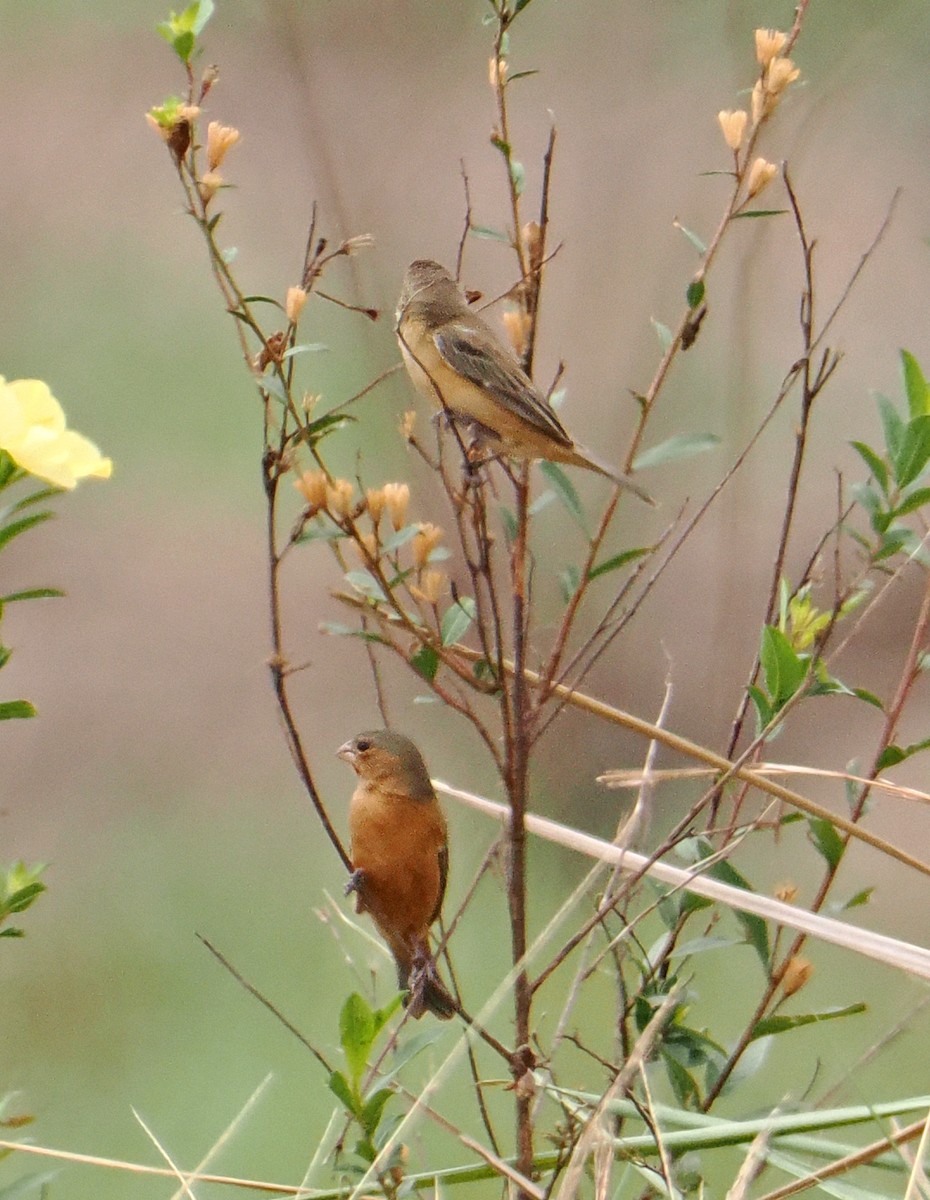 Tawny-bellied Seedeater - ML626137888