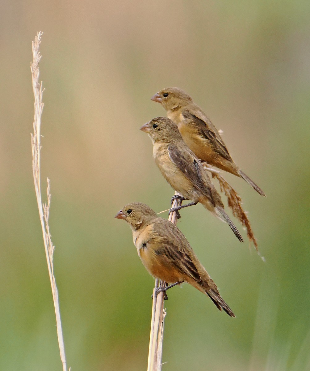 Tawny-bellied Seedeater - ML626137889