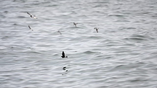 Wilson's Storm-Petrel - ML626137982