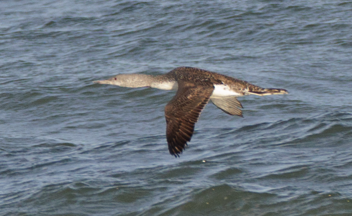 Sterntaucher - ML626138046