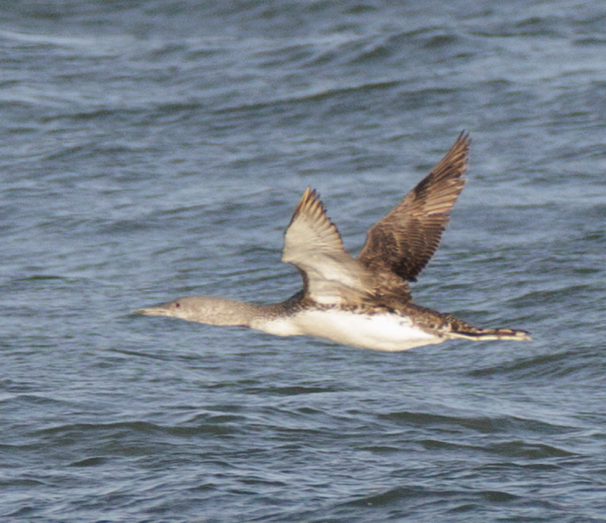 Sterntaucher - ML626138047