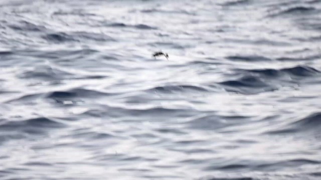 Wilson's Storm-Petrel - ML626138235