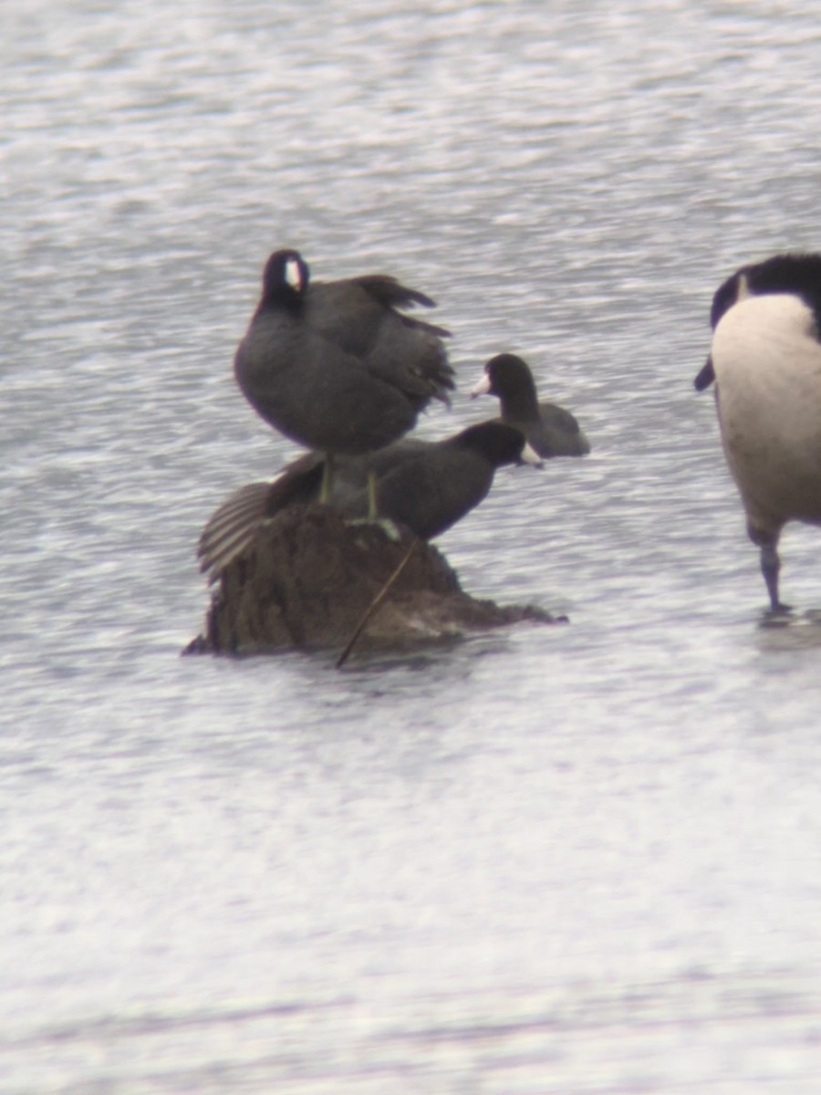 American Coot (Red-shielded) - ML626138253