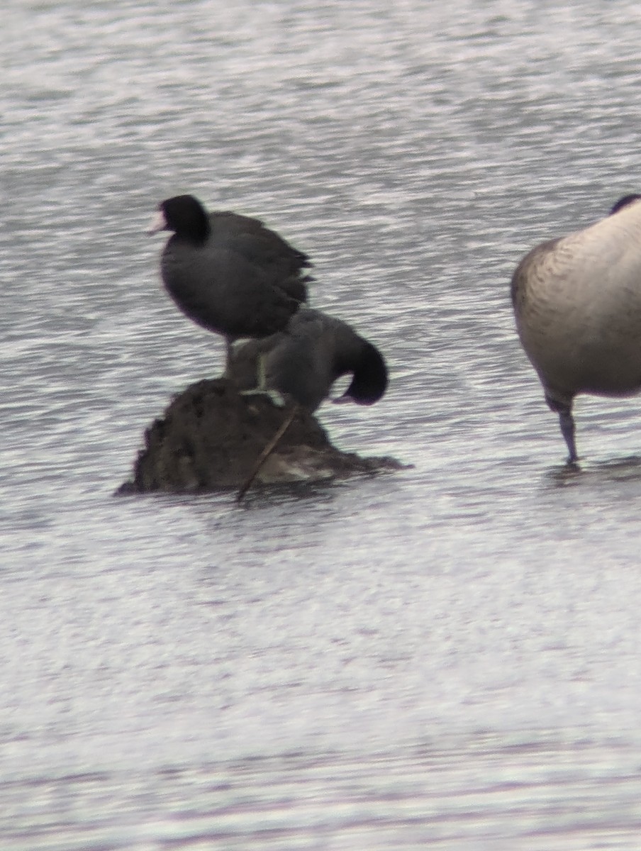 American Coot (Red-shielded) - ML626138255