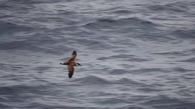 Great Shearwater - ML626138338