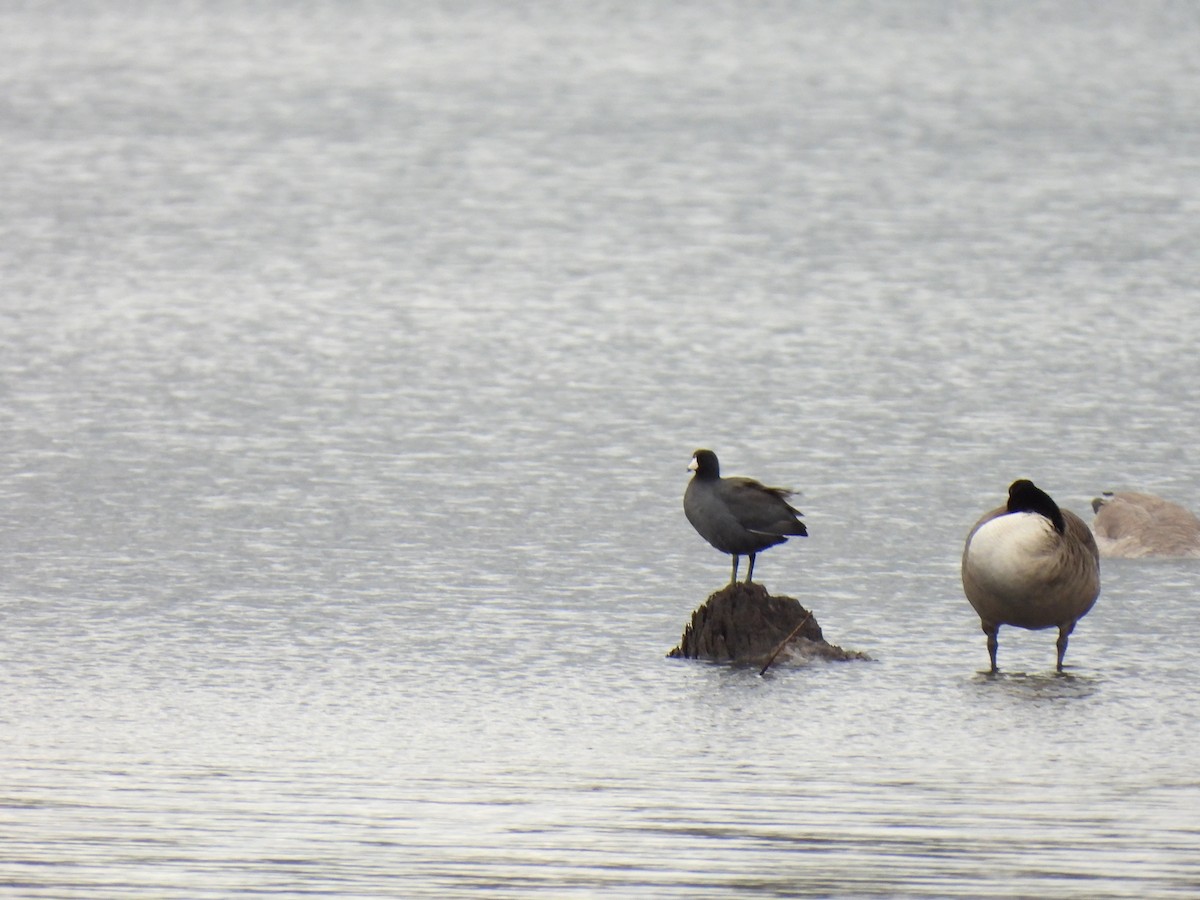 American Coot - ML626138684