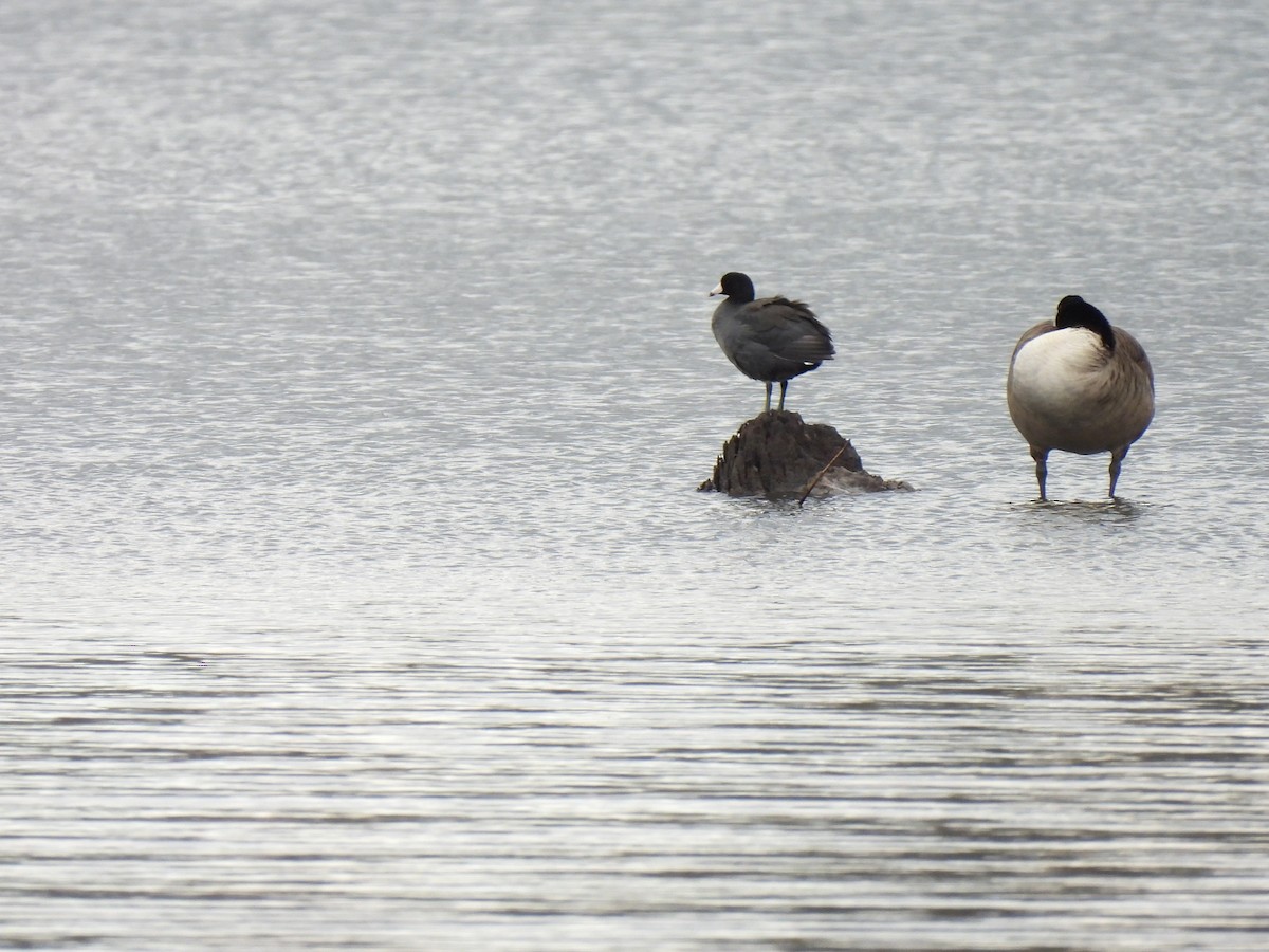 American Coot - ML626138694