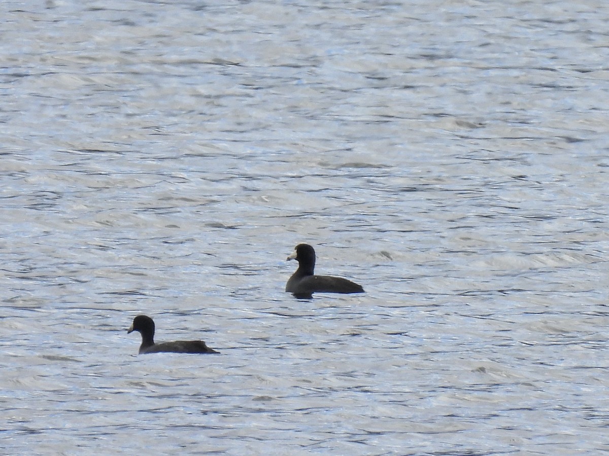 American Coot - ML626138695