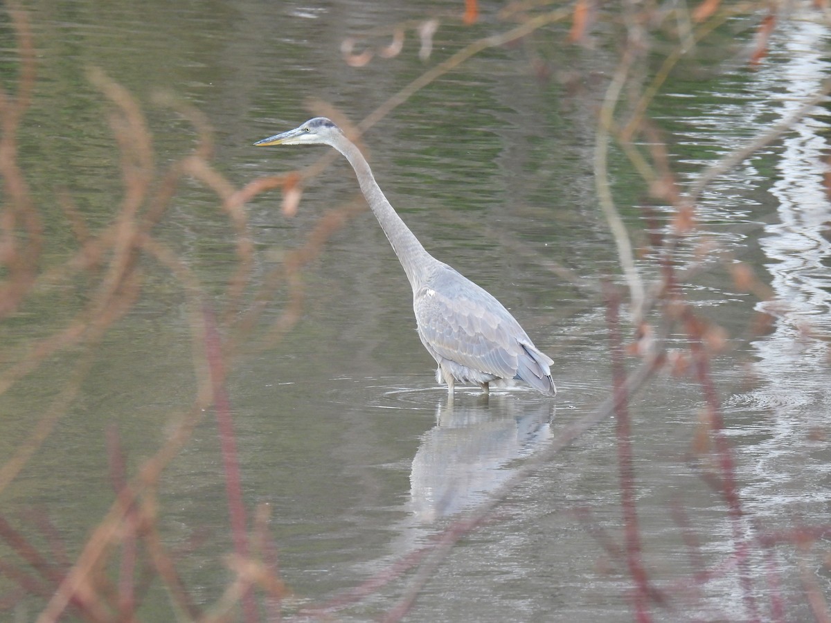 Great Blue Heron - ML626138703