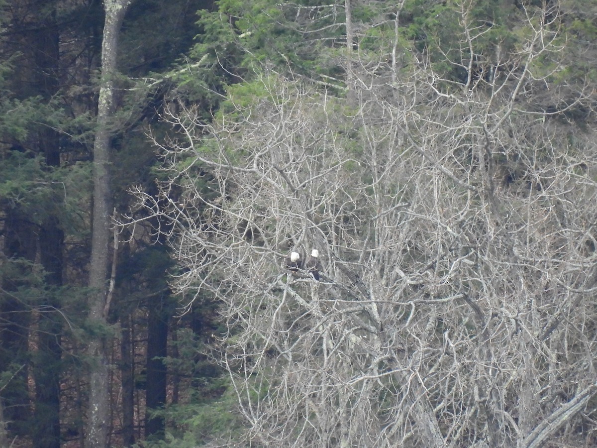 Bald Eagle - ML626138716