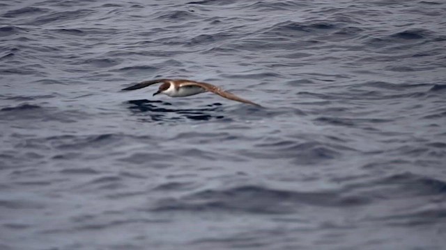 Great Shearwater - ML626138838