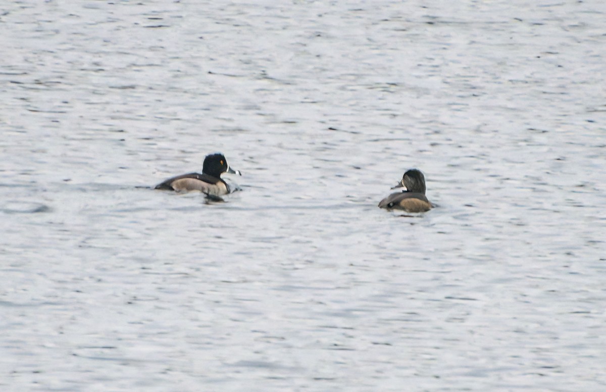 Ring-necked Duck - ML626139168
