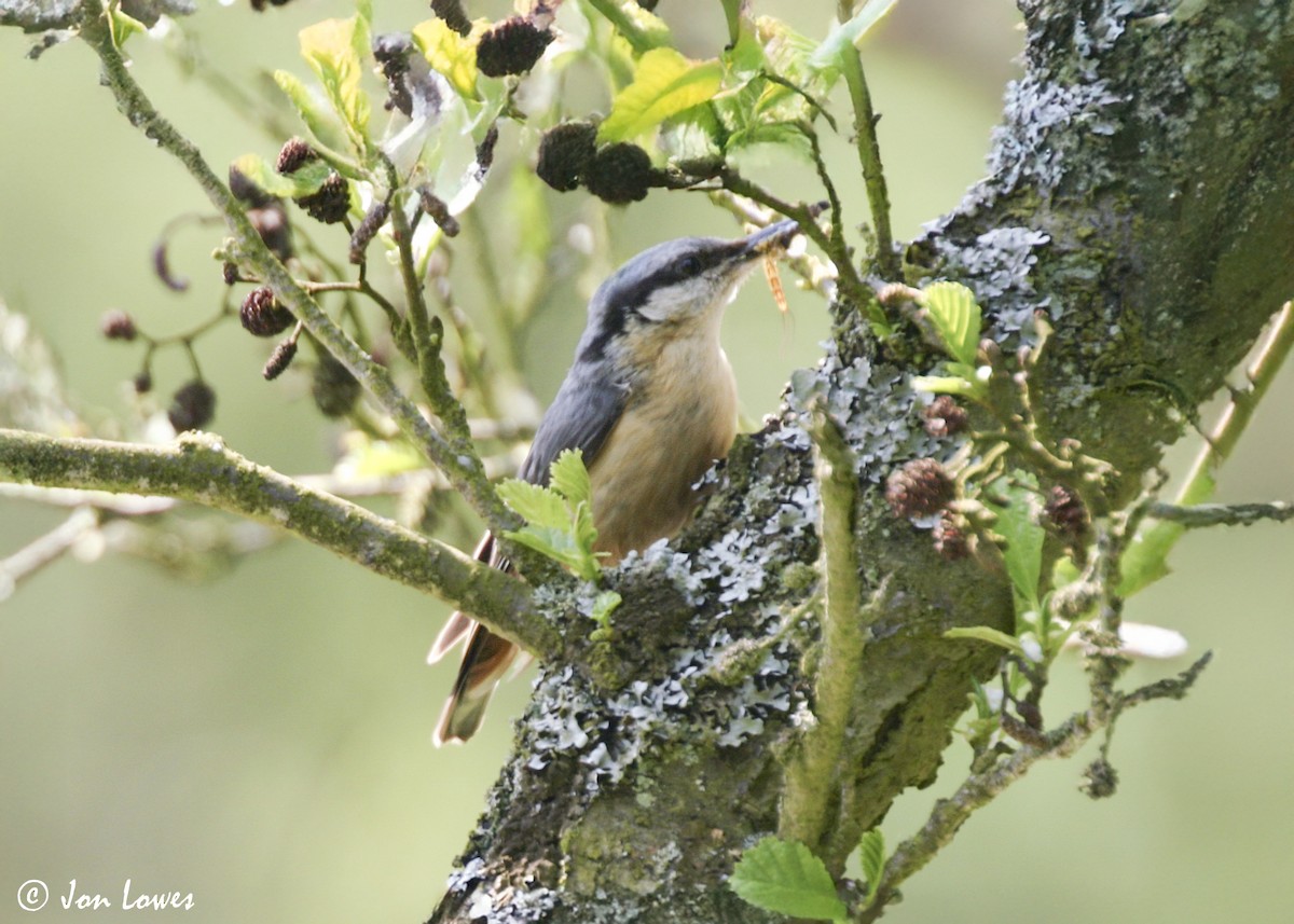 Trepador Azul (grupo europaea) - ML626139237