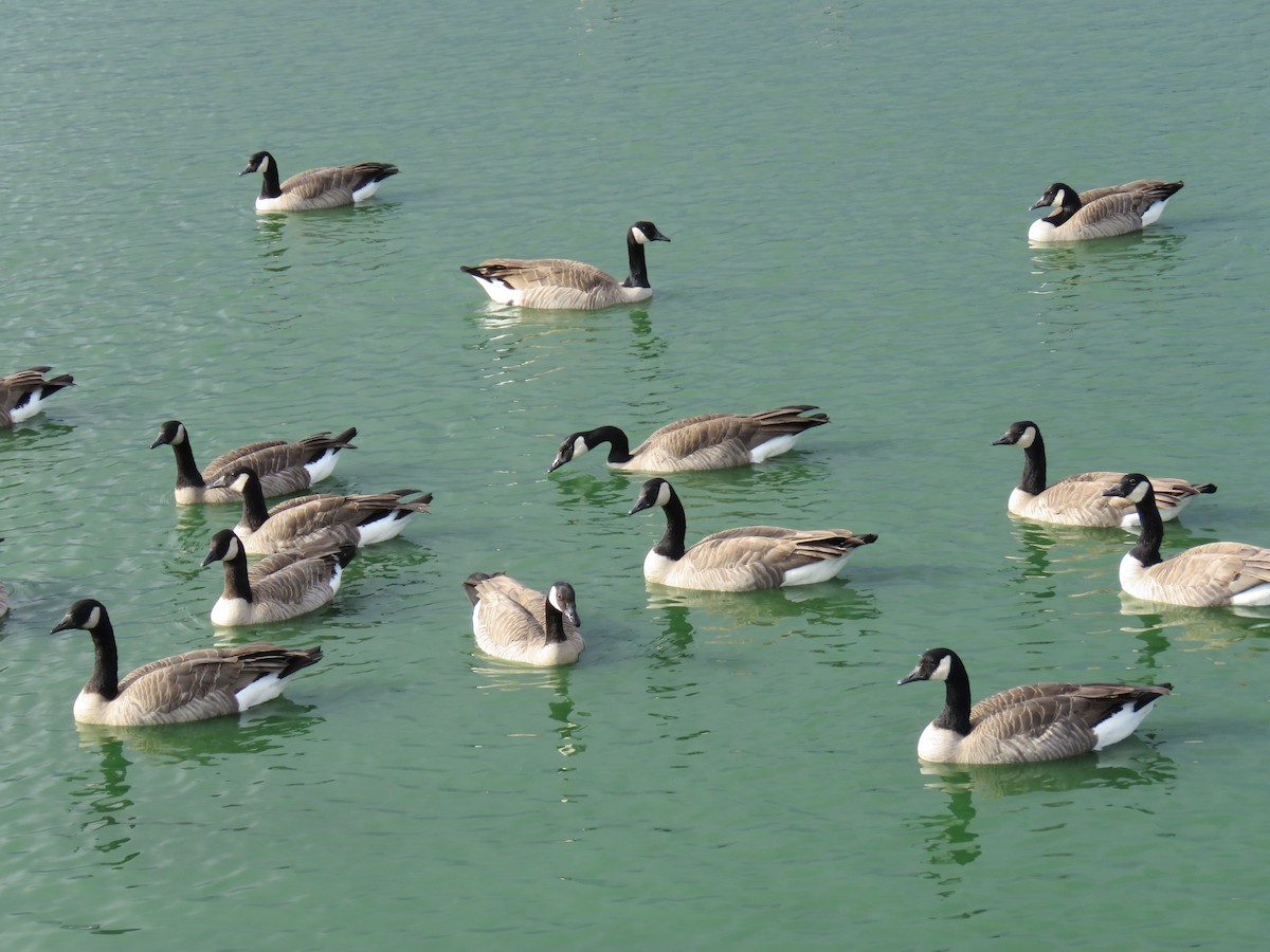 berneška velká (ssp. moffitti/maxima) - ML626139498