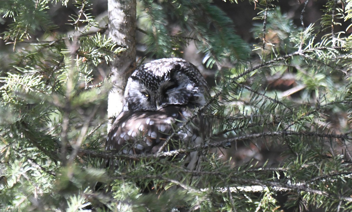 Boreal Owl - ML626139515