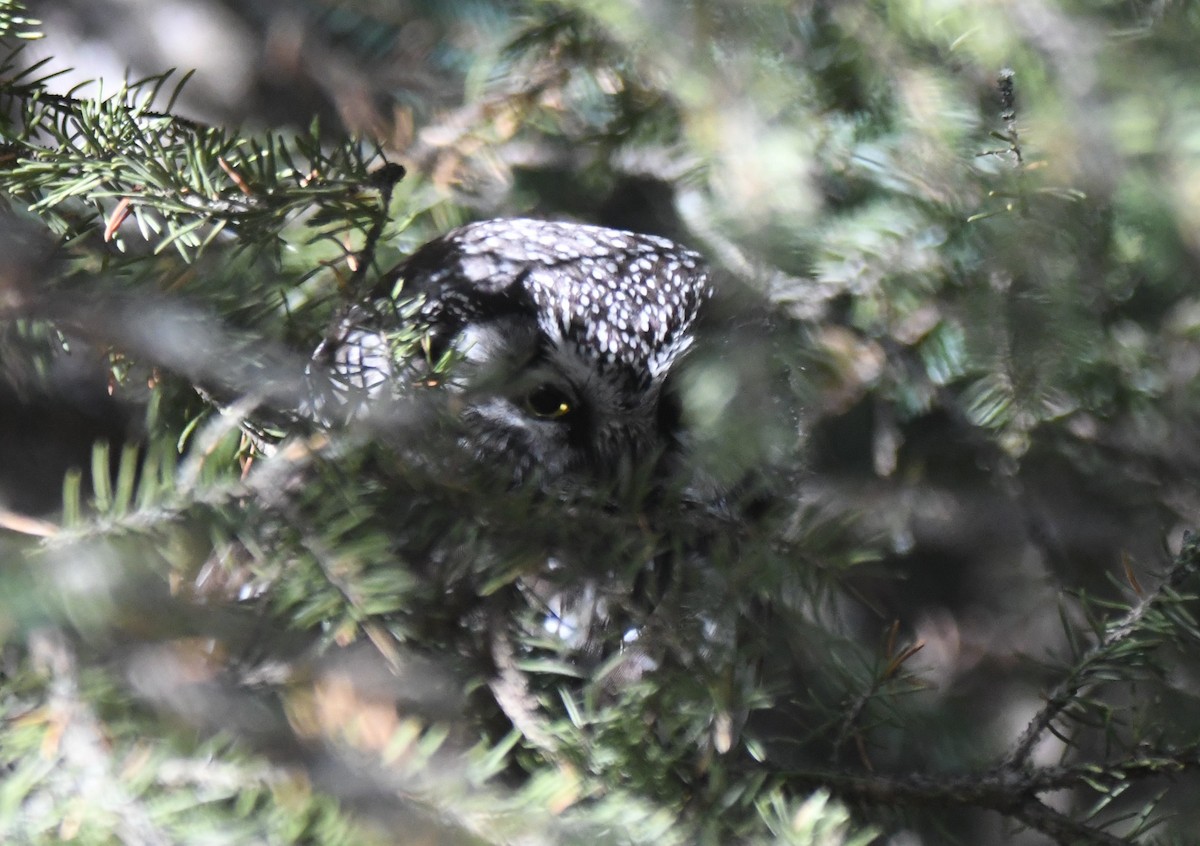 Boreal Owl - ML626139519
